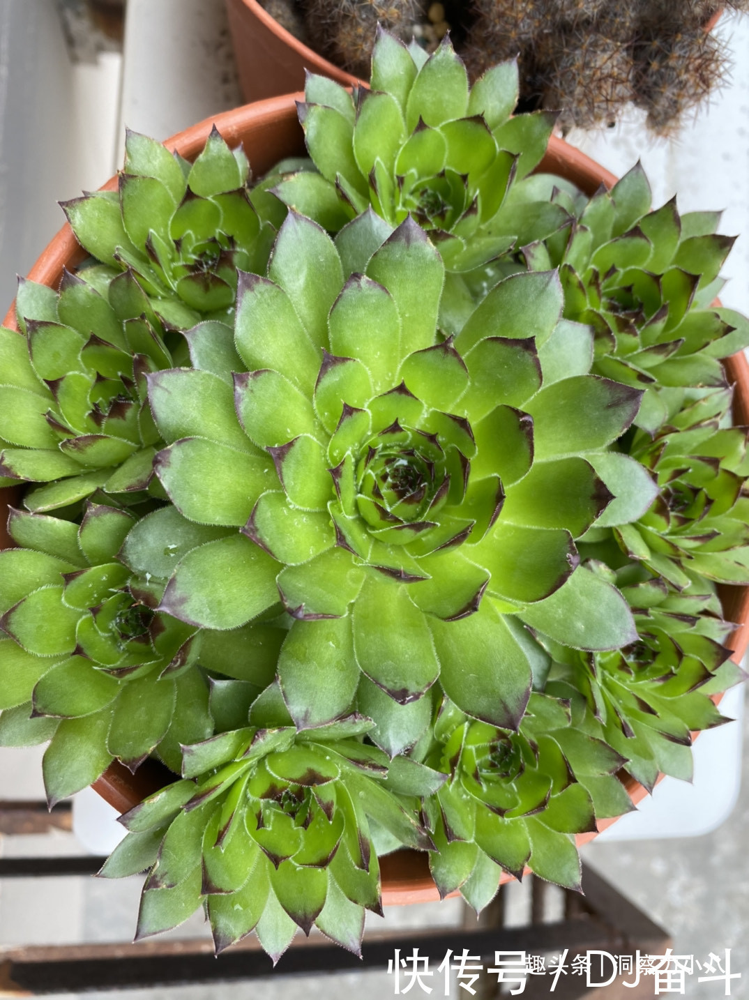 观音莲需“虐养”，勤做三动作，撒欢长易群生，次月爆崽一大圈