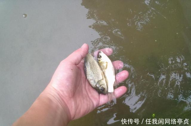 弄明白顶漂的原因,提竿抓口,中鱼率不比顿口差