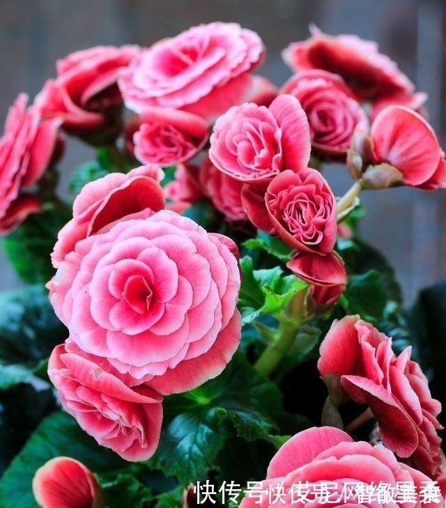 家里养花,就选这几种,一年四季不用管,给点阳光就开花