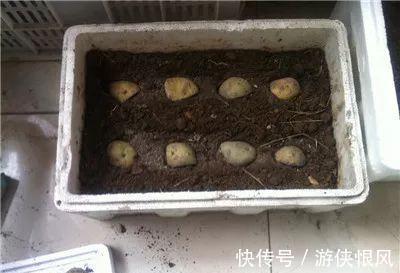 盆栽|发芽的土豆有毒不敢吃,养成盆栽1颗变10颗,老人特别喜欢