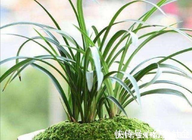 采集|养盆景，怎样才能在盆面上长出青苔，增加观赏性！