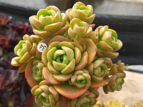 叶片|养多肉百合莉莉，香味和果冻色都想要，不能心软，狠心做好2件事