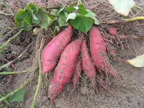 想身体健康，吃几种食物，白暂肌肤，活血养颜，身体不显老