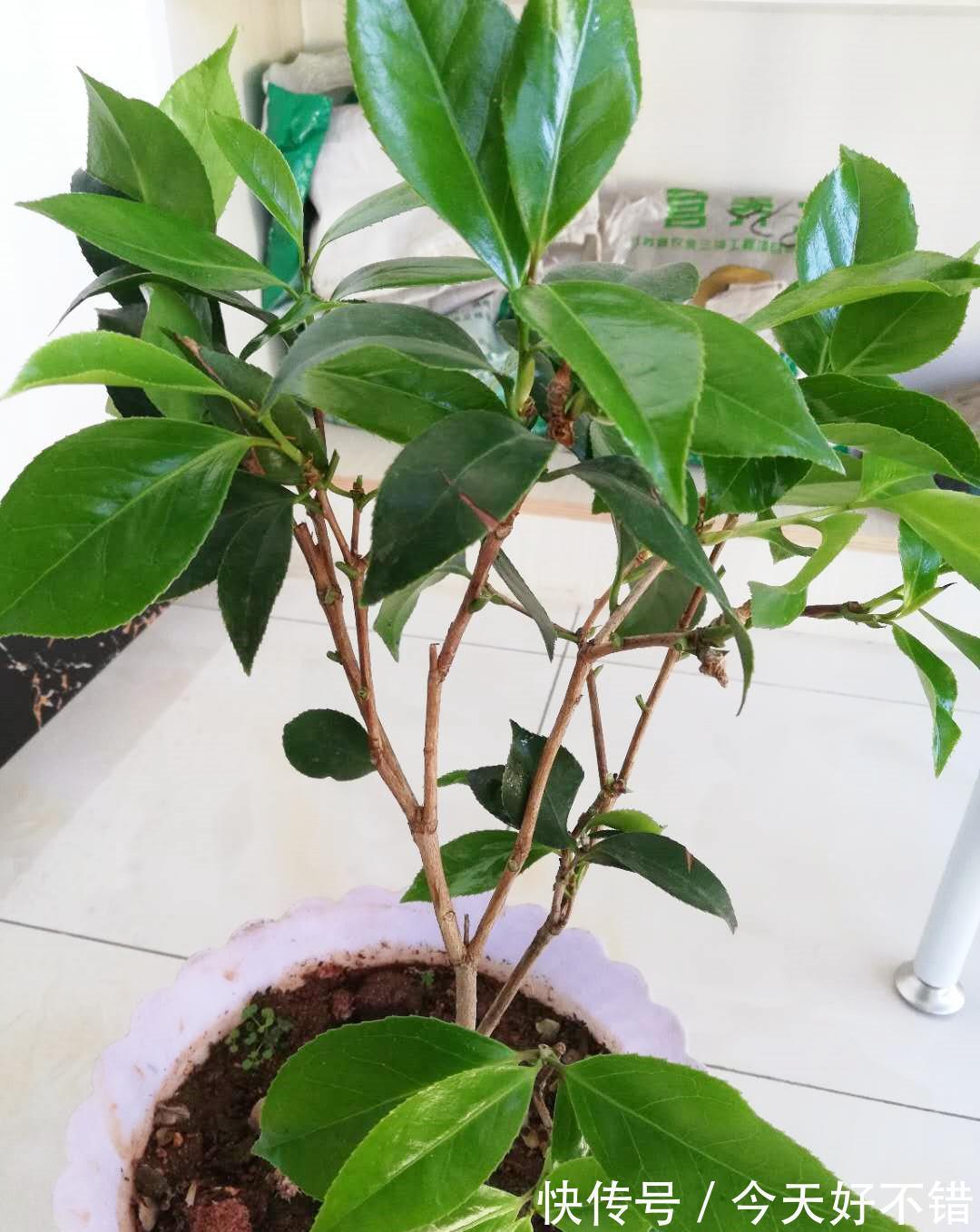 艳丽盆栽山茶花,这样养