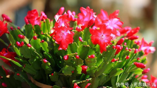 仙客来|被称为“夏必死”的8种花,我却喜欢买一些,因为能“省”不少钱