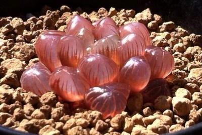 养护|这些多肉6月别买了,怕晒又怕热,容易晒伤难度夏,浪费钱白费力