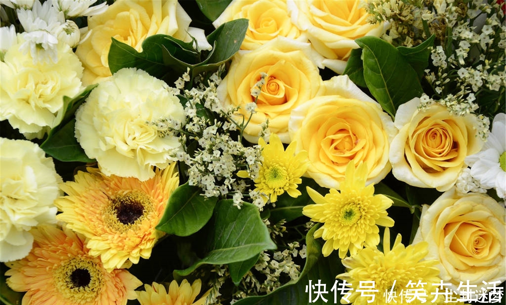 杨万里|4种年宵花,盆栽美丽、插花诗意,高端大气春暖花开、幸福四季