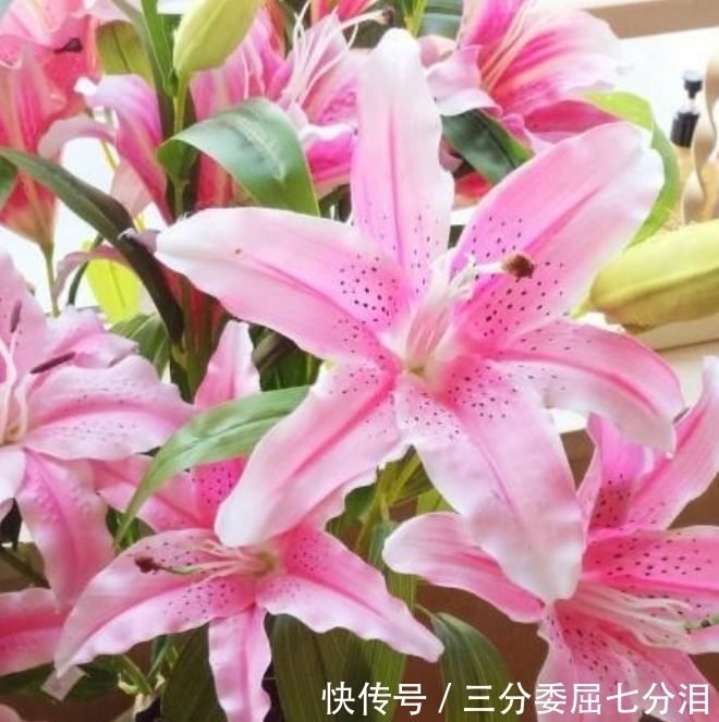 营养物质|4种花养家里,好养又漂亮,10块钱一盆,开花多、花期长!