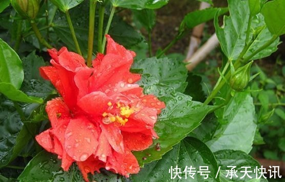 阳台上|养花试试此4种花,家里养一盆,漂亮干净,简单打理就爆盆