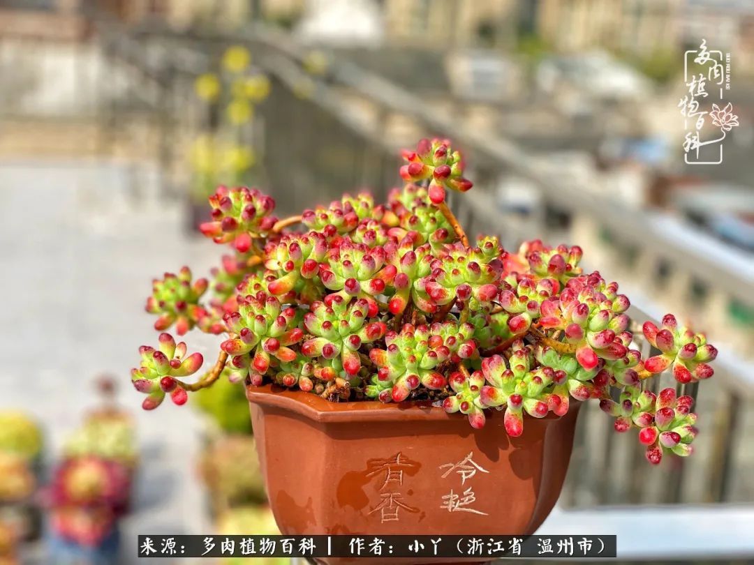 祖上无院家里无矿，一腔浪漫情怀付诸楼顶造花！