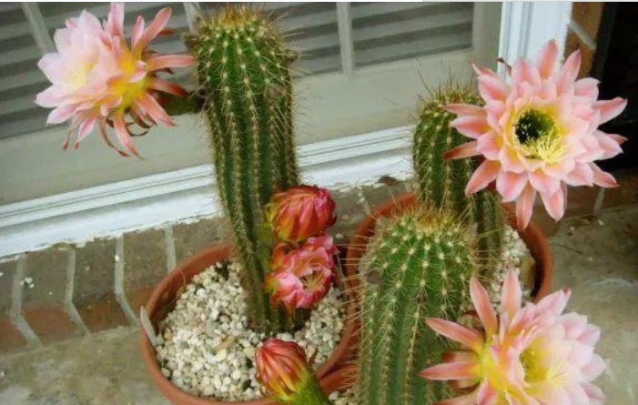 “1种花”开花特漂亮,却从来不长叶子,漂亮又好养,一养就上瘾