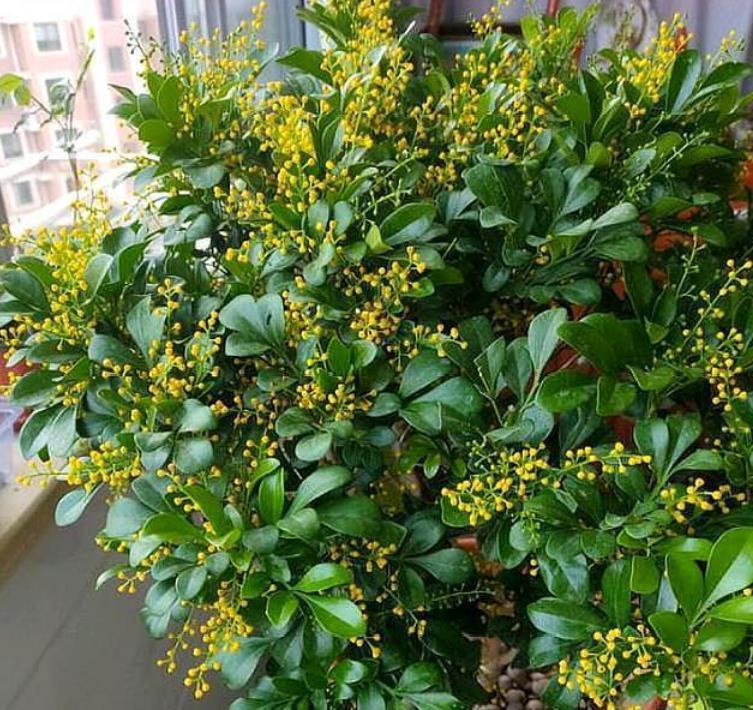 土豪都养3种花,四季常青,镇宅又旺财,生长健壮,旺盛粗壮