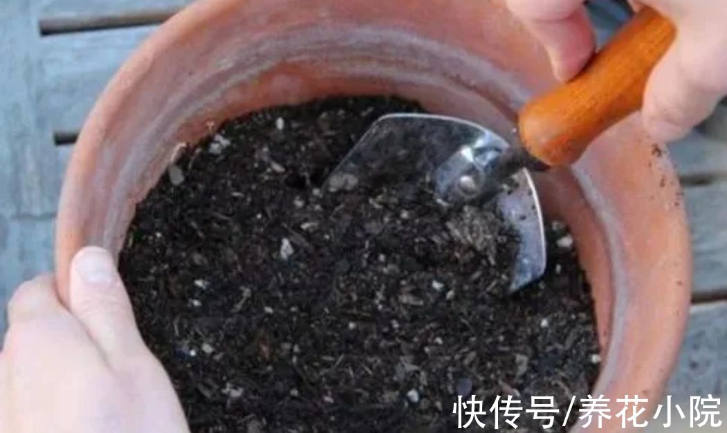 春天养花,做好4件事,花盆里不生小虫子