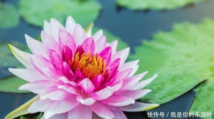 杜鹃花|5种花是花卉中的佼佼者,花朵一开就是200天,拦都拦不住