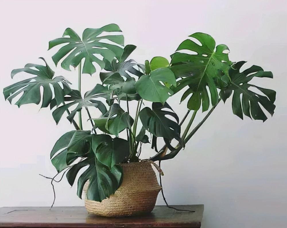 浇灌|这6种常见药，人吃不完就拿来养花，操作简单，效果好