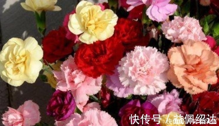 光照|最有仙气的4种花,迷人的花朵,开满整个花盆,美不胜收