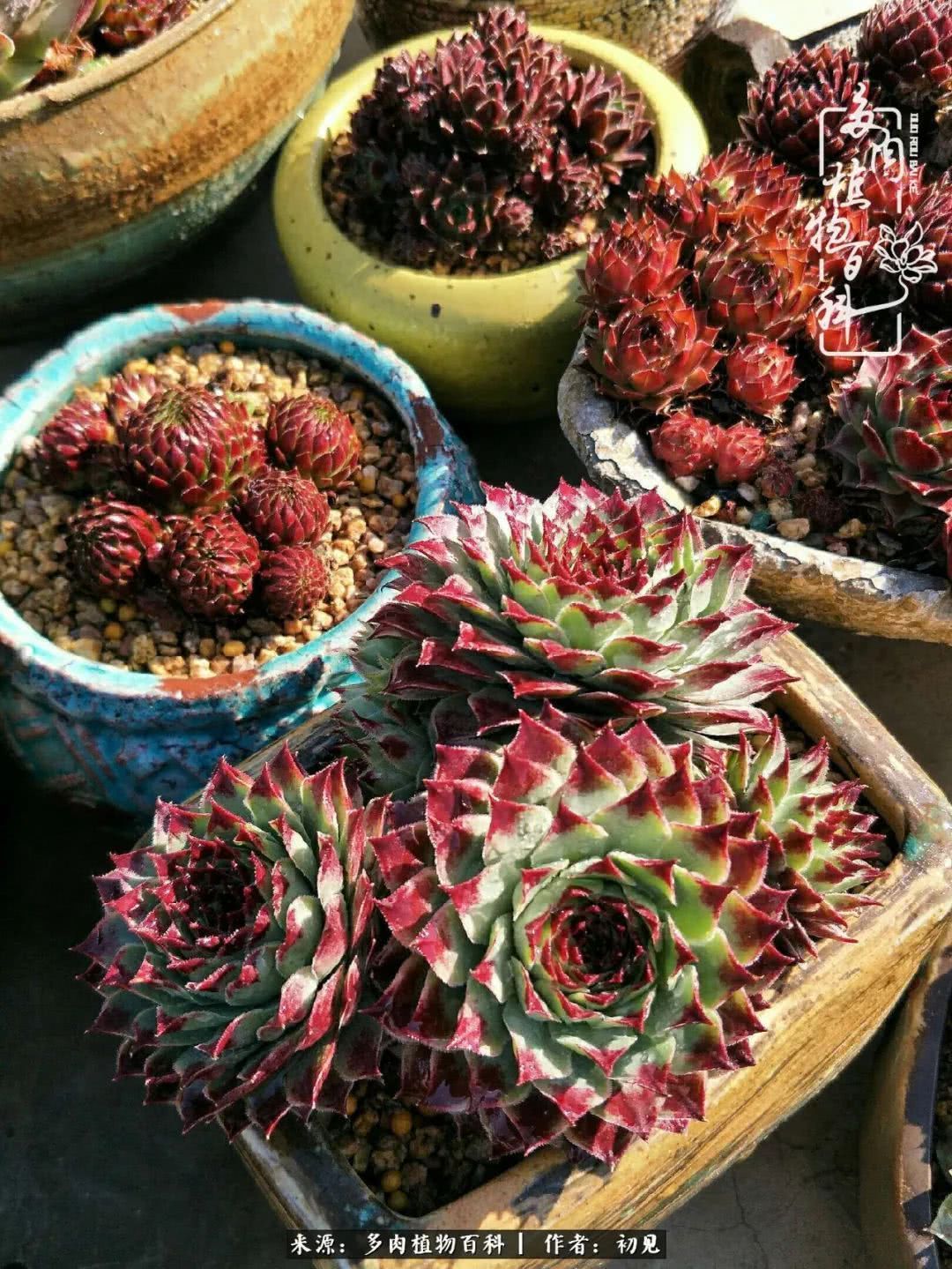 养多肉四周年，从初见到爱恋！幸福一直藏在浅薄的日子里！