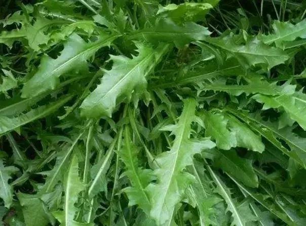 蒲公英|泡蒲公英喝,要选叶子还是根很多人都弄错了!难怪养生效果差