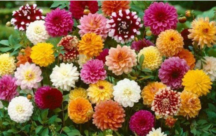 花期|4种花,扔土里就能开花,花期长,颜色丰富,年年开花美翻