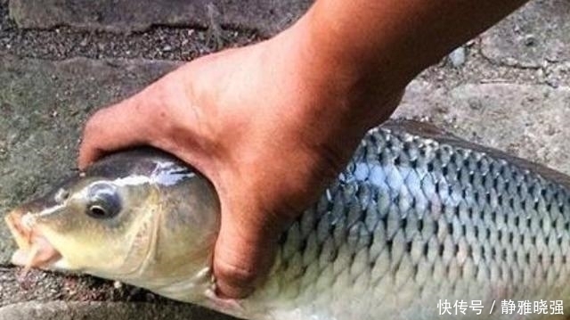 桦尖|老钓手果然有所隐瞒,鲤鱼越大越喜欢“藏”在这3个地方,莫透露