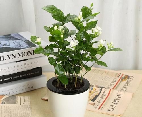 盆栽怎么养护才好？老花匠：记住几个技巧就可以了！