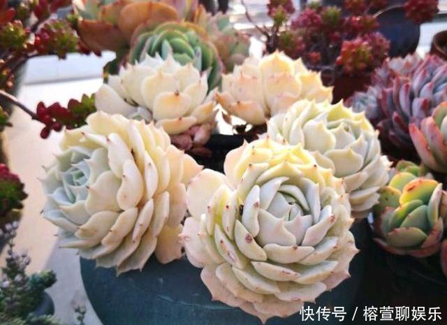 肥厚|想让多肉出状态,从“2方面”下手,根壮叶肥,越长越美