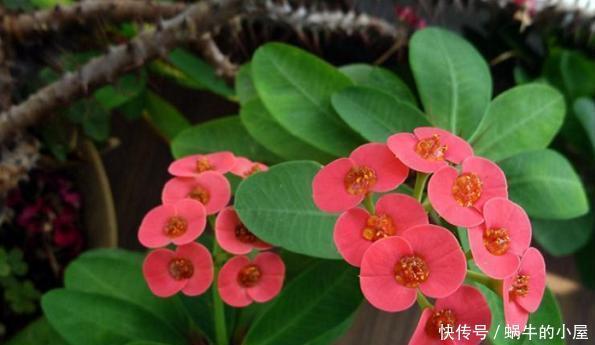 这5样多肉“有毒”,别搬回家养!