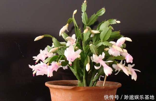 萌发|蟹爪兰“红叶、薄叶”怎么办2招帮你救花,叶子精神绿油油!