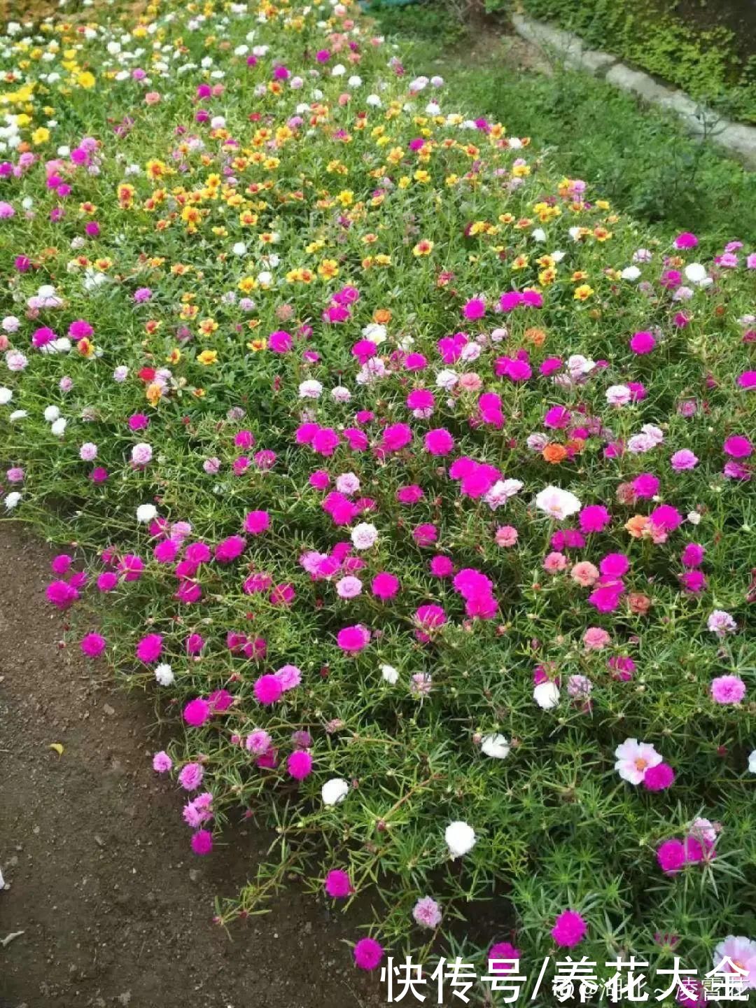金银花|养到烦人的花，盆都不够用，扔掉还很心疼