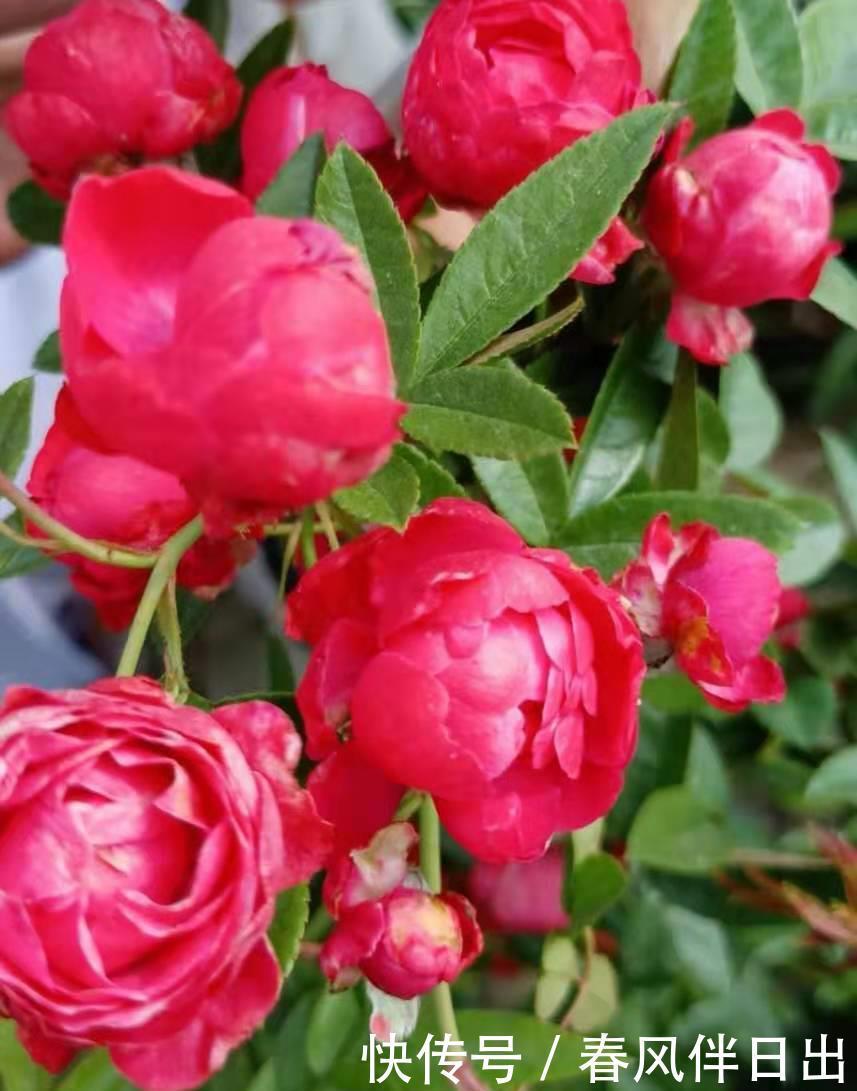 红木香|阳台一定要选择它,那叫一个满园花草