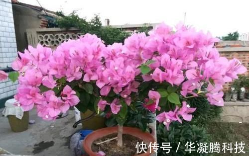 花蕾|养三角梅，最容易犯的3个地方，才是导致不开花的关键原因