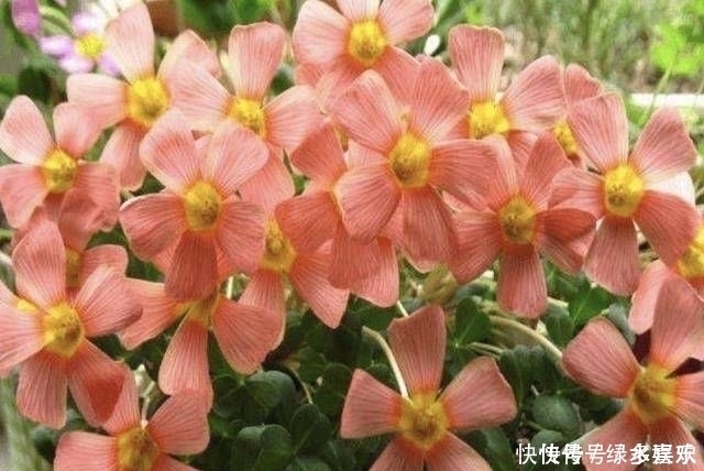 1种野草被称为“酸咪咪”,不仅能开花,还有“萝卜根”,珍贵!