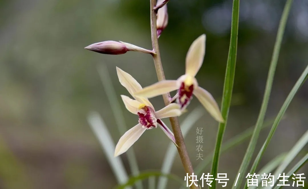 孕蕾|夏天太热,养兰花如果犯一个错,可能导致难孕蕾、不开花