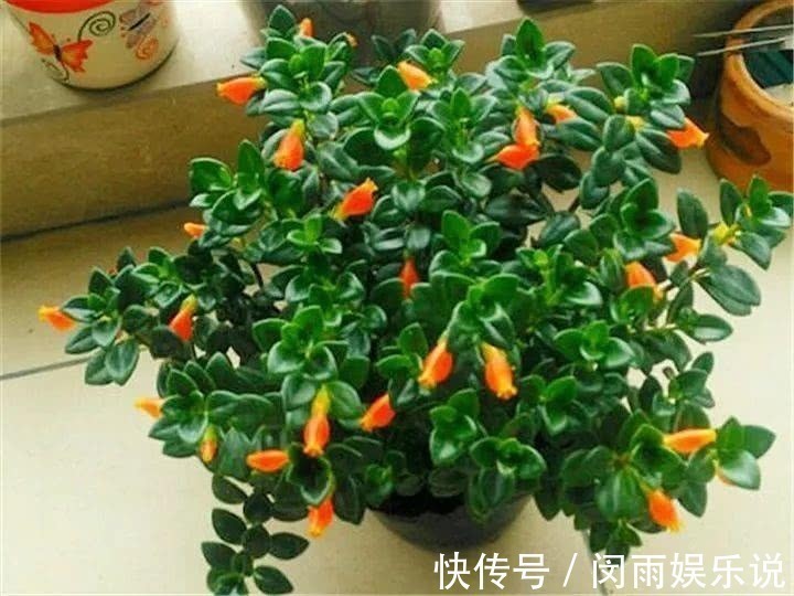 财源|家里一旦养上4种花,霉运躲着走,并非迷信,讲究人都知道