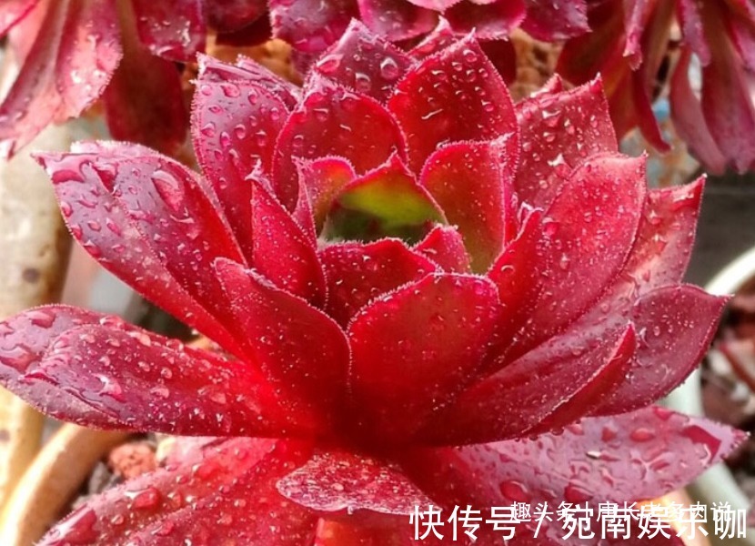 多肉法师“新三仙”之凤凰与火凤凰——长得不太像，但颜值都很棒