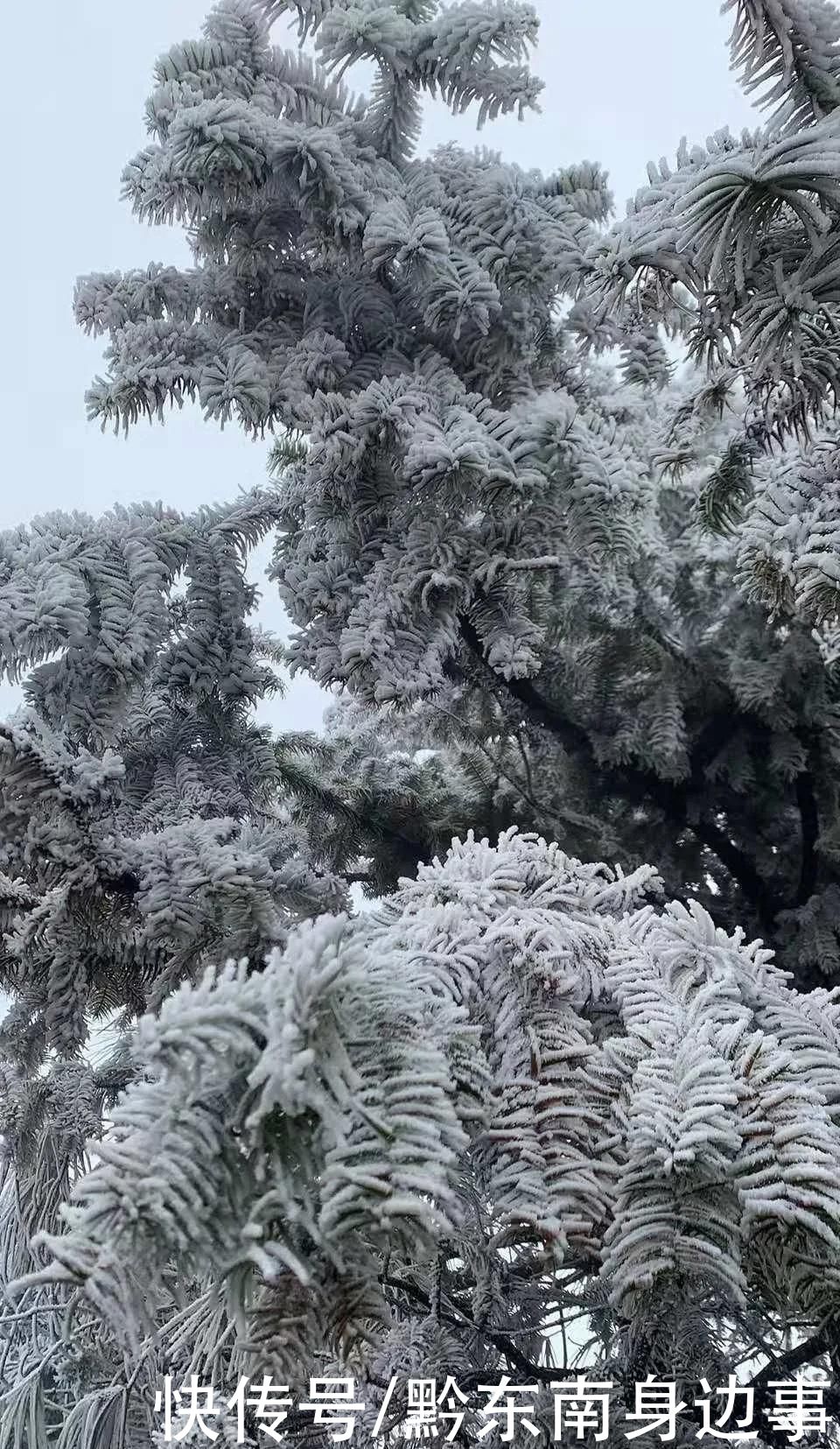 路段实施|凯里小高山一夜白头 最美雪景如约而至