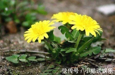 蒲公英|蒲公英和此物一起泡,睡前一杯,脂肪不见了,肝也干净了!