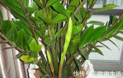 吴大姐养花,7天浇一次肥水,土壤肥沃疏松,家里成花海