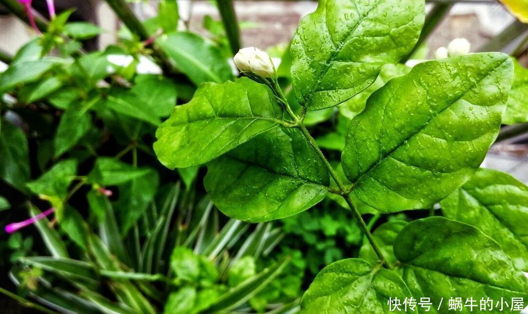 茉莉开花多不多,主要在三个细节工作,做得不到位补救还来得及