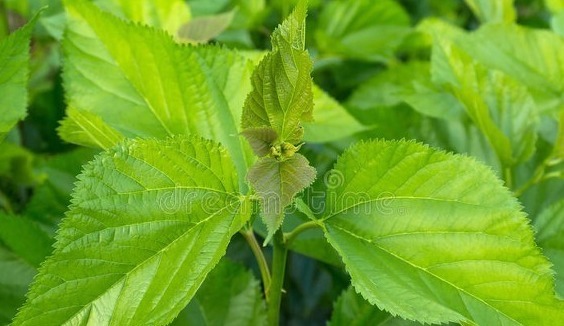 野菜|春天挖野菜，送你56种野菜大图片，带你见识不同的野菜和吃法