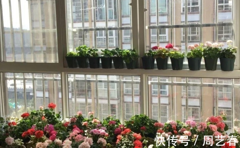 阳台养花,有2个“大道理”,做好其中之一,养花高手就是你
