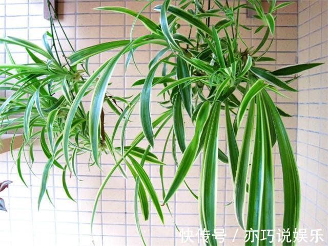 啤酒|啤酒养花的妙用，啤酒浇吊兰，吊兰长得绿油油！