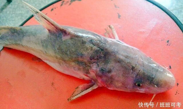 它常被误认成鲶鱼,一斤180元比刀鱼鲜美,如今被当补品快吃绝了