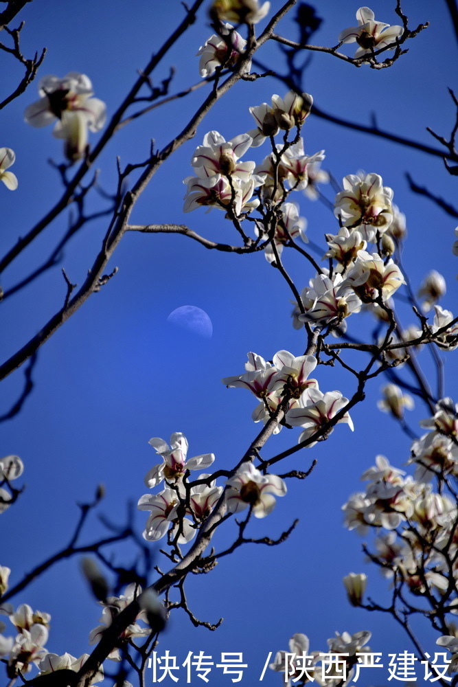 老年|新虹口花园的玉兰花开了【严建设】