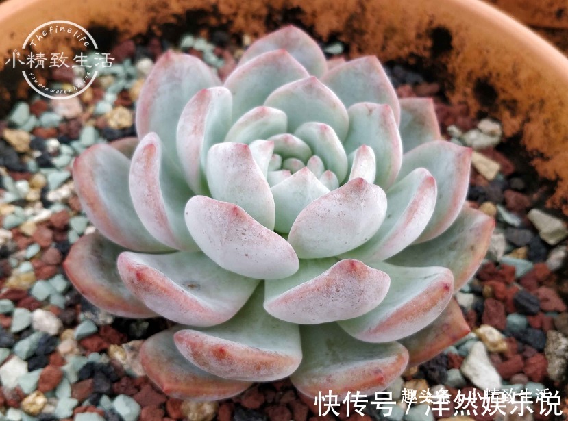 园土|养多肉，新手觉得难，原来是好心办坏事，犯了5个误区