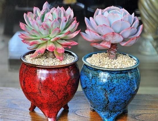 生长期|养多肉有3个阶段，幼苗期、生长期、老桩期，每个阶段方法都不同