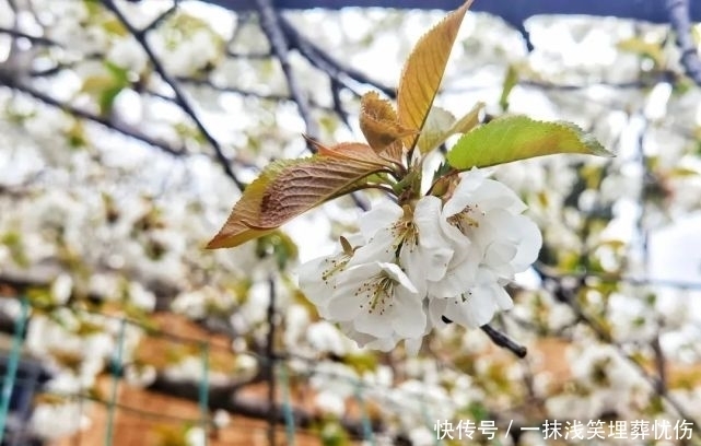 甜樱桃花开十里，云朵上花季来啦！|汶川100景 | a5313