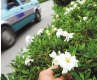 花苞|栀子花不开花怕啥,顺着“暴脾气”,随后爆花苞,一茬又一茬