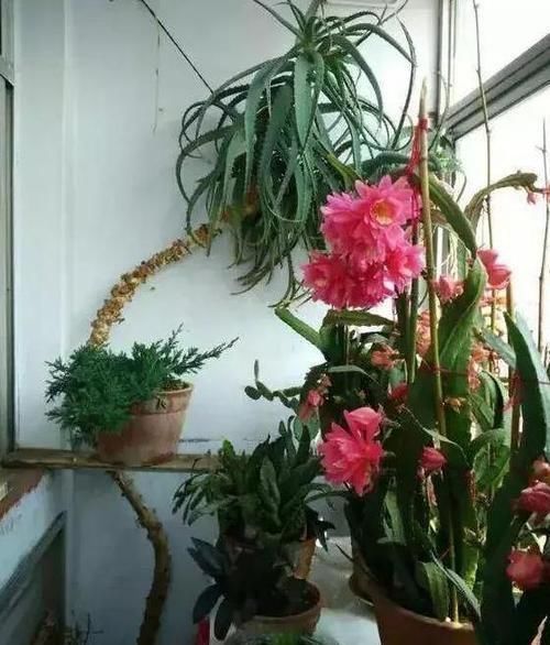 高溫|想要芦荟成老桩？知道这个妙招，叶片厚实肥美，几年就成树