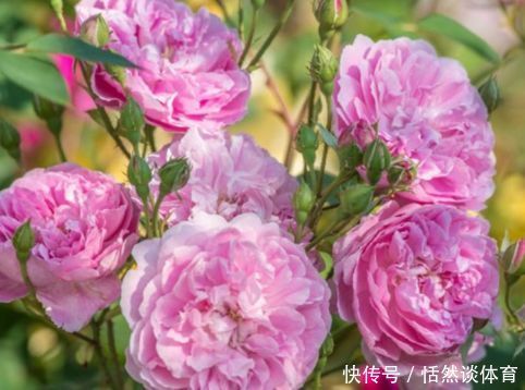 新手养花,不如养盆花中精品“哈洛卡尔”,似古典美女,清雅高尚